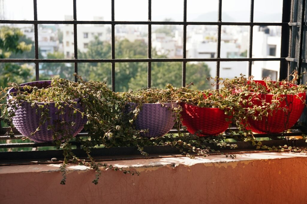 Colourful pots of leafy plants arranged along a balcony railing in Vizag, India