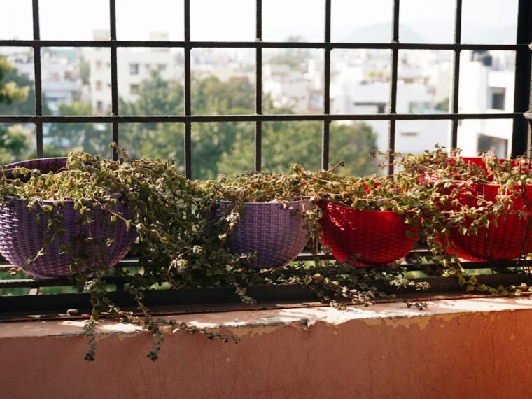 Colourful pots of leafy plants arranged along a balcony railing in Vizag, India